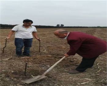 選擇金土地，我們很放心[河南桃樹苗]